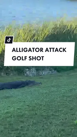 no pre shot routine on this shot, freaking pured it🤣 #golf #golftok #golftiktok #aligatorattack #golfswing #scary #nervous 