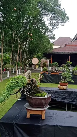 Festival Bonsai Walikota Surakarta  #rubi #bonsaiviral #bonsaivietnam #bonsaiindonesia #bonsaitermahal #GenshinImpact33 