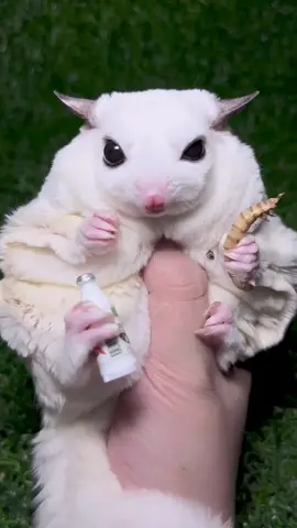 It looks hungry 🤤 #pet #cute #funny #sugarglider 