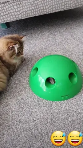 trying to catch the mouse 😅😹#ThisisHowWeRoll #Love #cute #kitten #funnyvideos #foryou #catchmouse #cat 