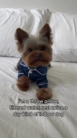 I like the royal treatment… #indoordog #pamperedpets #pampereddog #dogsoftiktok #PetsOfTikTok #cutedog #doglover #yorkie #funnydog #fyp #trend #trending #dogtrend #doglife #spoileddog #spoiledpets #spoileddogs 