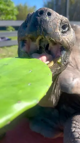 Arizona eating cactus part 2 #fyp #tortoise #CODSquadUp #asmr #satisfying #eating #mukbang 