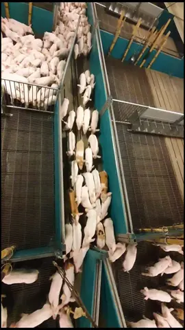 Easy to divide))) #denmark🇩🇰 #pigsfarm #work #pigs #grise #animal #свиноферма 