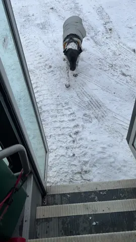 You guys asked to see the dogs getting on the bus #foryou #dogs #puppybus #alaska 