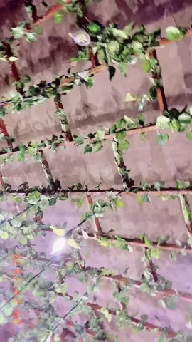 Or wo Jo Mama ka para hn #🤣🤣🤣 #funny #video #DilKiBaat #tiktok #aqsamalik007 #🔥 