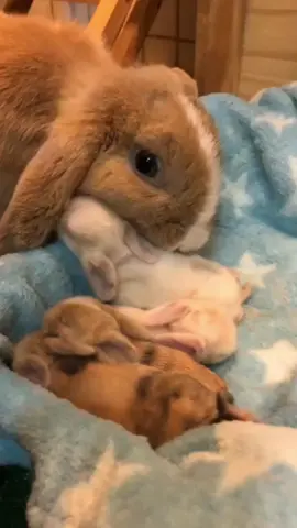 Mama bunny loving on her babies 🐰💕 #fyp #bunny #viral 