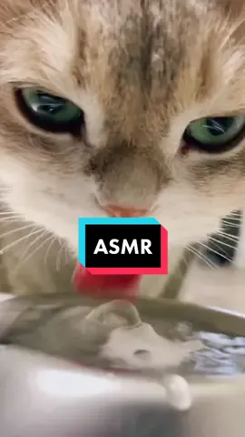 Did you drink water today🤭🤭🤭#cat #catsoftiktok #catdrink #catdrinking #catlover #catasmr #asmr #drink #kucing #kucingtiktok #kucingnyimut #kucingminum #minum #minuman #fyp 