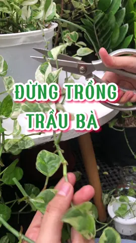 Đừng trồng trầu bà nữa, thích được chăm cây cũng khó vì… #yeucayxanhgarden #trauba #chamcay 