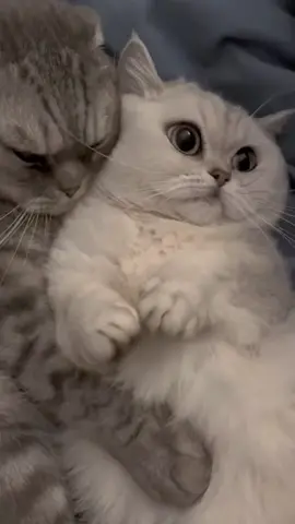 Pov malam pertama #cat #catoftiktok #kucing #funnyvideos #fyp #kucing #fypシ #kucingpelukan #pelukan #funnycat #cutecat #lovecat