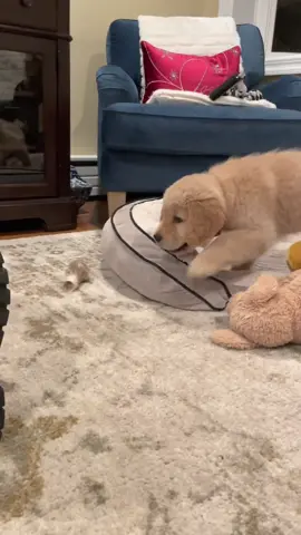 Clumsy puppies are the best 😂 #clumsy #clumsypuppy #graceful #goldenpuppiesoftiktok #retrieverpuppy #puptok #cutepuppyvideos #petstok #cutepupper #puppiestiktok 
