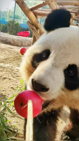 😋😋😋🍎🍎🍎#panda #pandaexpress #pandasoftiktok #pandaeat #eating #eatingsounds #cute #animalsoftiktok #giantpanda #fyp #foryou 