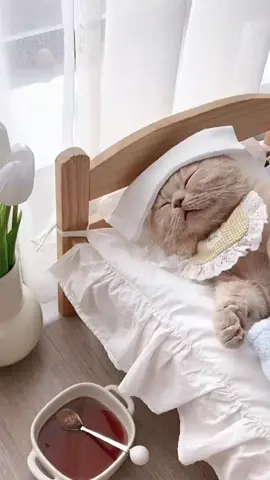 Ada yg lagi atit 🫣 #cat #kucing #catoftiktok #kucingsakit #sakit #demam #kucingdemam #funnyvideo #funny #fyp #fypシ #sickcat #minumobat 