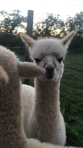 Twinies 🥰🦙 #fyp #alpaca #twins #cria #Love #farmer 