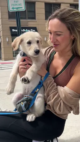 The most spoiled rescue dog ever 💕🐕 #dink #dinkwad #rescuepuppy #doubleincomenokids 