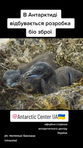 #пінгвіни #pinguin #antarctica #vernadsky #polar #winter #антарктида #полюс #снігопад #сніг #iceberg 