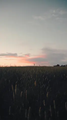 Watching the sunset in a field of endless grass.  #sunset #cinematography #videography #tiktok #fyp #foryoupage #photography #australia #sony #a7iii #calm #video #sunsetlover #sunsets #orange #4k 