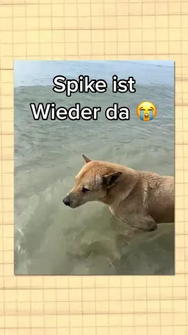 Wir haben Spike gefunden 🥺😭  | LINK ZUR NEUEN PODCAST FOLGE IN DER BIO☝🏼 #dienervigen #podcast #juliabeautx #joeysjungle #fyp #foryou 