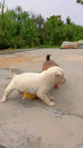 #pet #dog