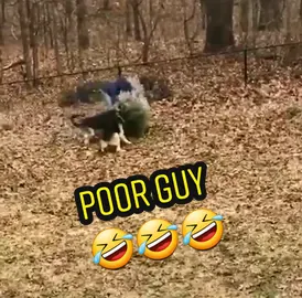 Throwing out youre tree when you have German Sheppards. 🤣🤣 #comedy #dogsogtiktok #germansheppards #newyearseve #christmas #idaho 