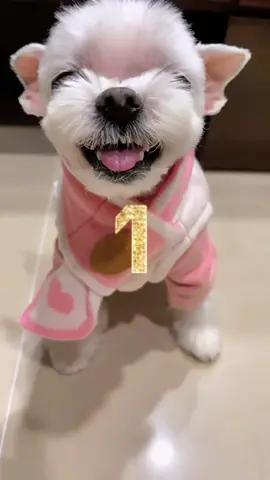 #許願2023 #dogsoftiktok #dogs #puppy #happynewyear 