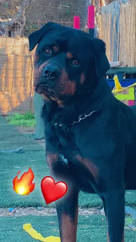 #rottweiler #constantine #fypシ #foryou ❤️🔥
