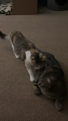 heart to heart<3 #catsoftiktok#kitten#catlove#foryoupage#pancake#fyp#rocky#cats#foryou#Love#cute#sweet