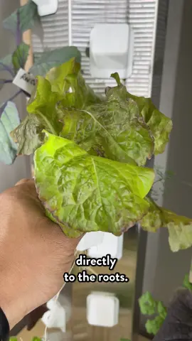 The arctic blast killed my outdoor winter garden, but my indoor vegetable garden is still going strong thanks to the GrowBlocks hydroponic garden.