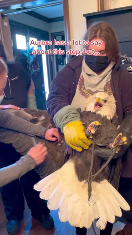 #aurora #eagle #baldeagle #avian #vetsoftiktok  #blooddraw #veterinarymedicine #avianmedicine #wildlifeeducation 