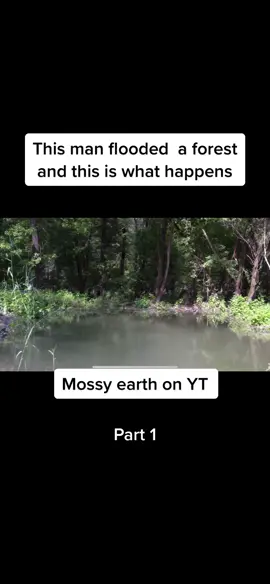 Will it flood again ? #flood #forest #water #river #climatechange #viral #fyp #blowthisup 