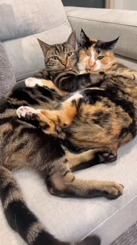 The way Millie’s face says “I have it good” 🤣🤦‍♀️ #fyp #foryou #foryoupage 