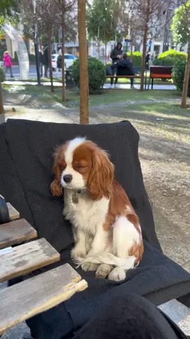 💤                                                                        #cavalier #cavalierkingcharles #puppy #cavaliertruffle #cavaliers #dog 