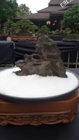 Best in Class Silver at Festival Bonsai Surakarta by RUBI Cabang Solo Raya 