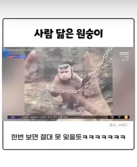 존나 카리스마있어. 최고야 ~난 멋있어. #원숭이 #사람닮은원숭이 #웃긴영상 #웃긴짤 #웃긴영상모음 #웃긴동영상 #카리스마 