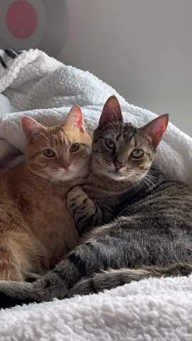 brother and sister! #cats #fyp #cutecats #catsiblings🐱 #twocatsinlove #catsinlove #foryoupage #adoptedcats #orangecats #funnycats #affectionatecatsoftiktok #catsoftiktok #fypシ #mycat #PetsOfTikTok 