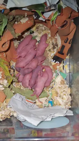 New born baby rats p1 orig sound. #shorts #pets #mouse#rat 