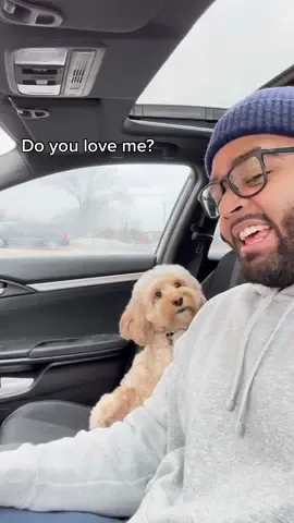 The head nod is EVERYTHING… 😩❤️ #puppylove #doglover #dogs #Love #fyp #lunatheminicockapoo 