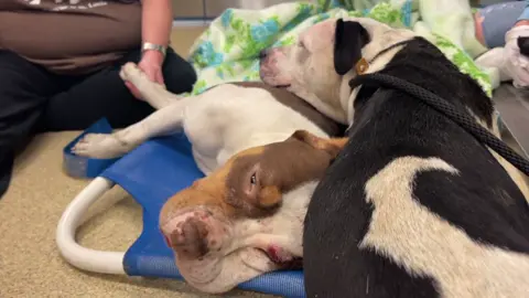 These two. 💔 We kindly sedated him immediately and took x-rays. We're so sad to tell you his back is broken and it cannot be fixed. We named her Heart and we named him Soul. We're going to give her the time she needs to say goodbye to her friend, as he is not in pain right now. This is true love. www.strayrescue.org/heartandsoul