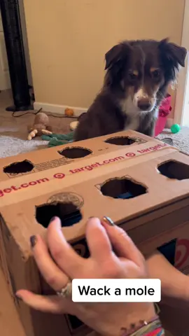 Had to try this out with our dogs! #hotdogchallenge #wackamole #aussiesdoingthings #dogsoftiktok 