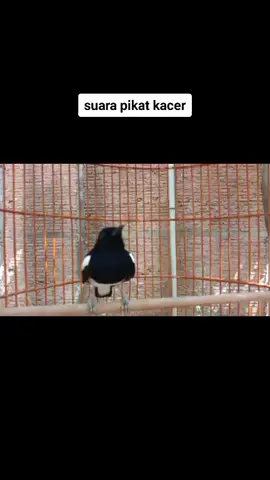 suara pikat kacer pasti kacer anda ikut bunyi jangan lupa follow dan like ya #fyp #fypシ #kicaumania #kicaumaniaindonesia #kicaumanianusantara #kicauburung #burungkicauindonesia #kacer #kacermania #kacermaniaindonesia 