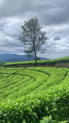 #healing sejenak melepas penat melihat indahnya pemandangan di #kebuntehgunungdempo #pagaralam