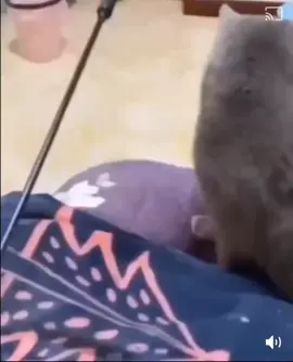 #slowmo #slowmotion #kitty #cat #catsoftiktok #funny #catfight 