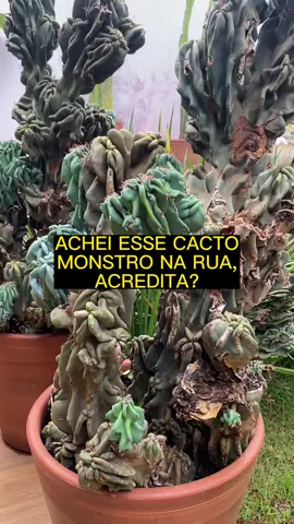 Esses cactos iam pro lixo! 5 meses depois do resgate e eles estão mais lindos do que nunca. . . #cacto #cactos #cactosdajuliette #cactosesuculentas #cactosdajuliette🌵 #cactosdajuliette🌵❤️ #cactosbrasil #cactoslovers #cactos🌵 #cactosesuculentasbr #planta #plantas #plantasdotiktok #plantasdobrasil #plantasemcasa #plantasdesol #plantasdecorativas #plantastiktok #jardim #jardinagem #jardinagemcaseira #jardinagemcomoterapia #jardinagemamadora #jardinagemepaisagismo #jardinagemreal #jardinagembrasil #jardinagemcomamor #jardineiro #jardineirosdotiktok #jardineiroamador #jardineirosunidos #jardineirobrasil 