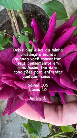 #jesus #nossassnhora #biblia #palavra #psicologa #escritor #amor #fé #book #procureajuda #façaterapia #sabedoria #escritora #perdao #escolhas #culpa #fé #book #espiritosanto