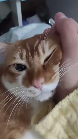 😼