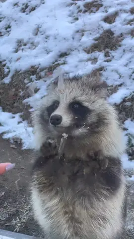 リアルたぬきかわいすぎました🥹 #タヌキ #ホンドタヌキ #アルプス公園 #小鳥と小動物の森 #松本 #特大ファンサ #たぬき好き集まれ