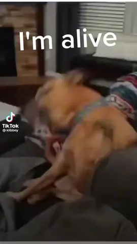 I can watch this and it never gets old! #funnyshit  #imaliveimdead #dogs 