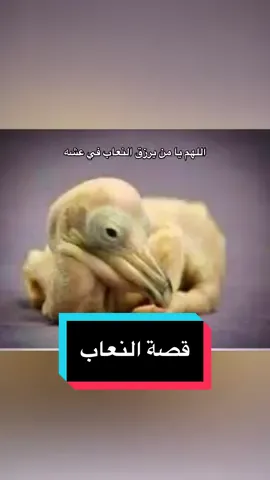 #قصة #النعاب #الرزق #قصص #fyp #foryou #fypシ #fy 