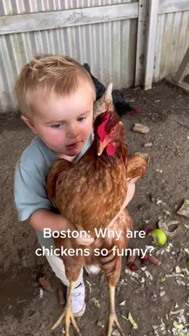 Why are chickens so funny? #bostontok #chickens #laugh #chickensoftiktok #farmlife #farm #toddlersoftiktok #funny #fyp 