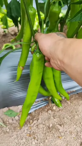 Fresh Pick Peppers #agriculture #farming