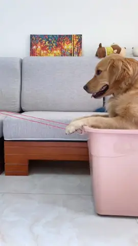 ✨#dog #dogcareroutine #dogsoftiktok #cute #fyp 